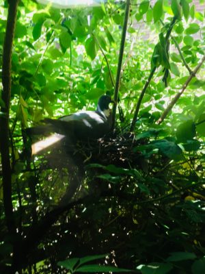 Image showing pigeon sitting on nest amongst green foliage